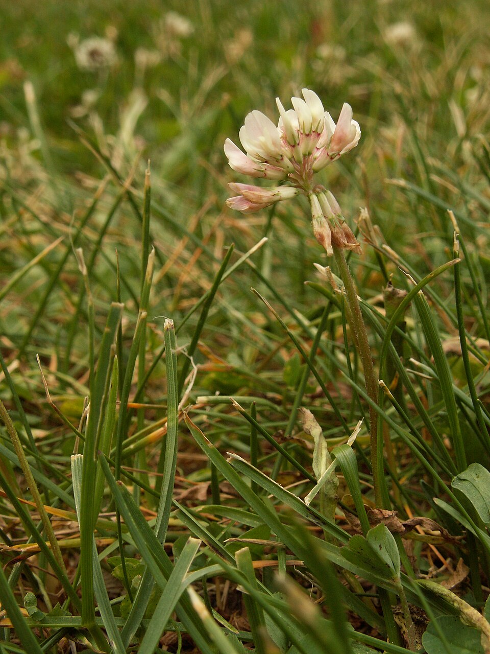 Trifolium repens (white clover)