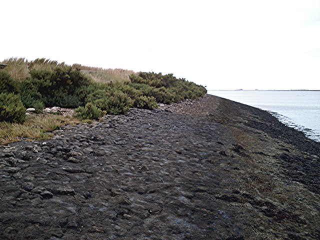Suaeda vera (Shrubby Seablite) (alternate view 6)