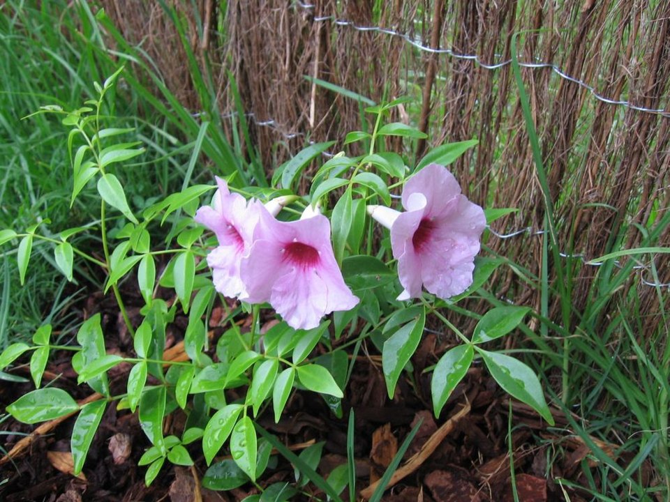 Pandorea jasminoides (Bower Plant) (alternate view 6)
