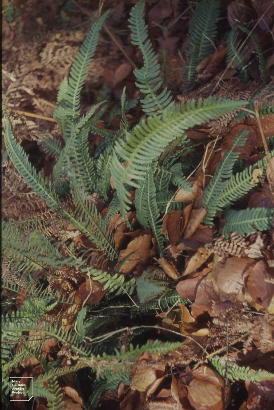 Blechnum (hard ferns) (alternate view 2)