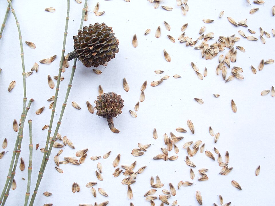 Casuarina glauca (Swamp sheoak) (alternate view 6)