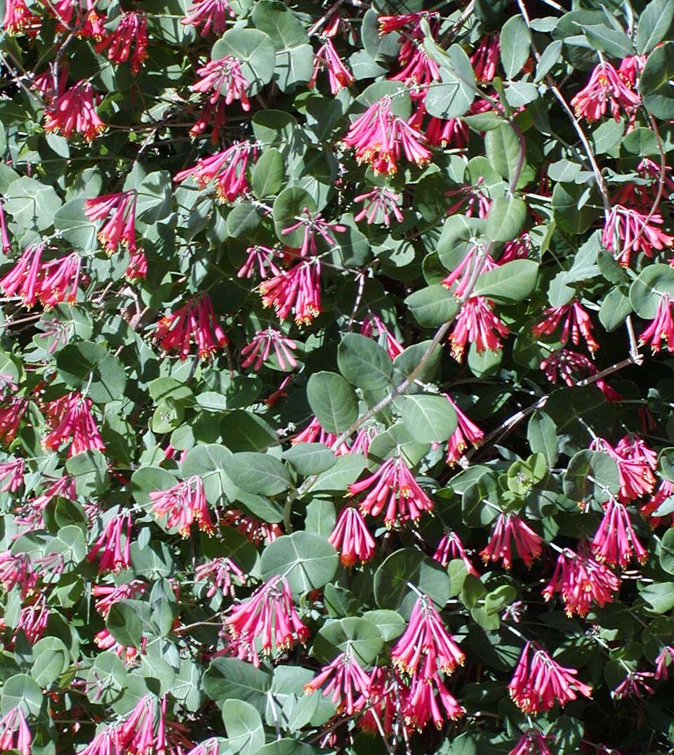 Lonicera sempervirens (Coral Honeysuckle) (alternate view 6)