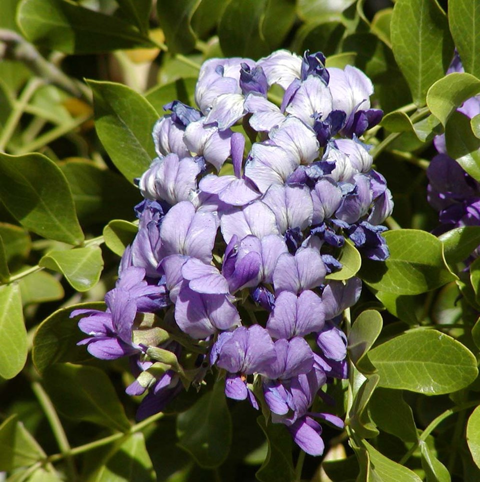 Dermatophyllum secundiflorum (Texas mountain laurel) (alternate view 2)
