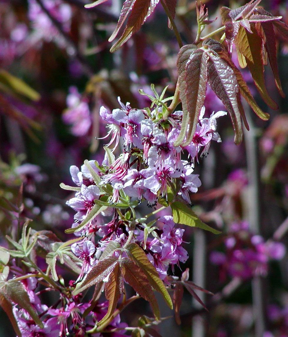 Ungnadia speciosa (Mexican buckeye) (alternate view 6)