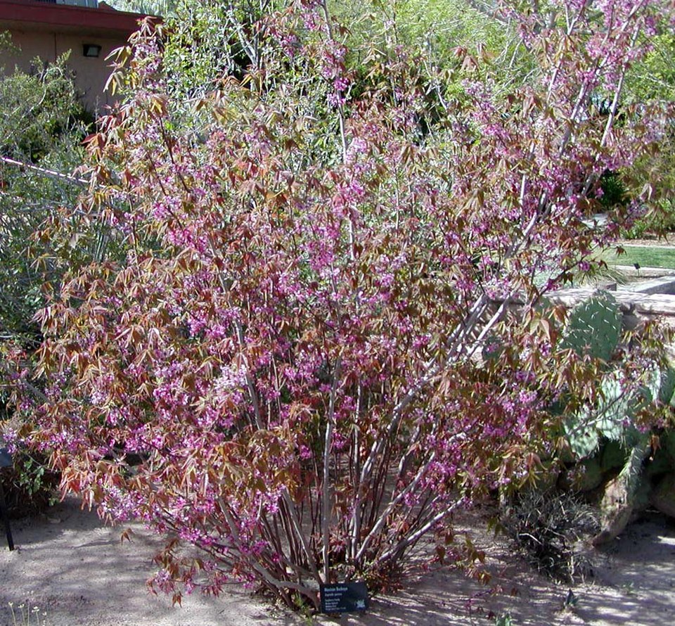 Ungnadia speciosa (Mexican buckeye) (alternate view 7)