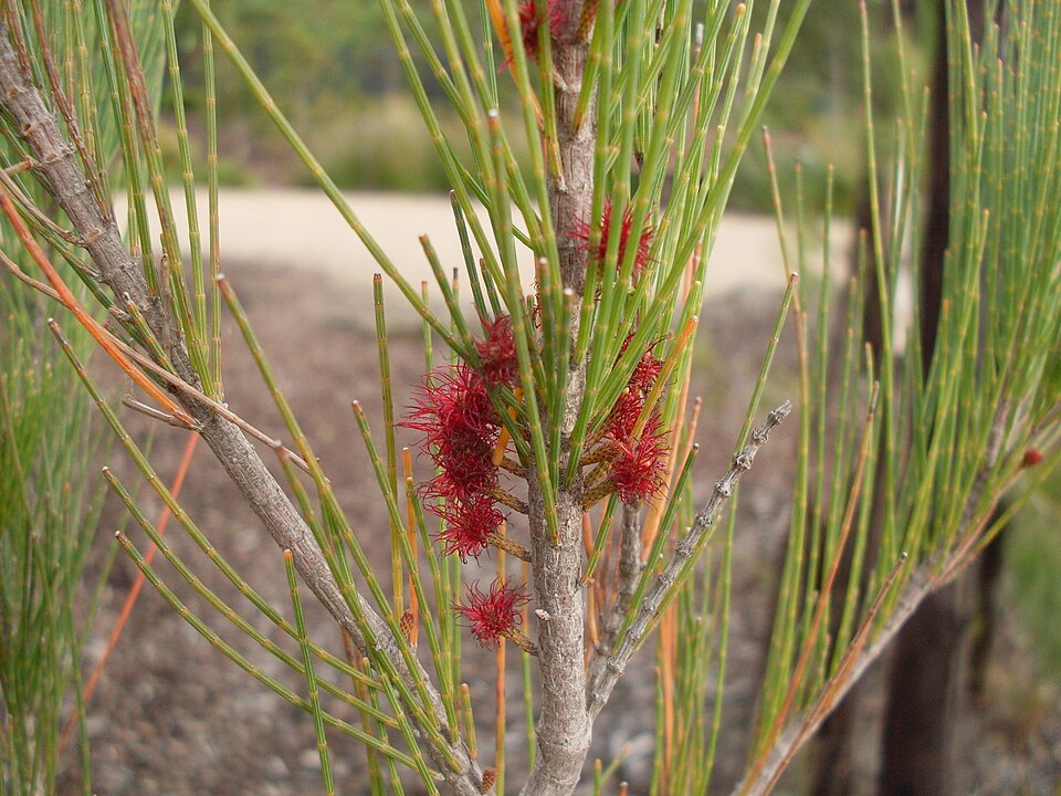 Allocasuarina littoralis (Black sheoak)