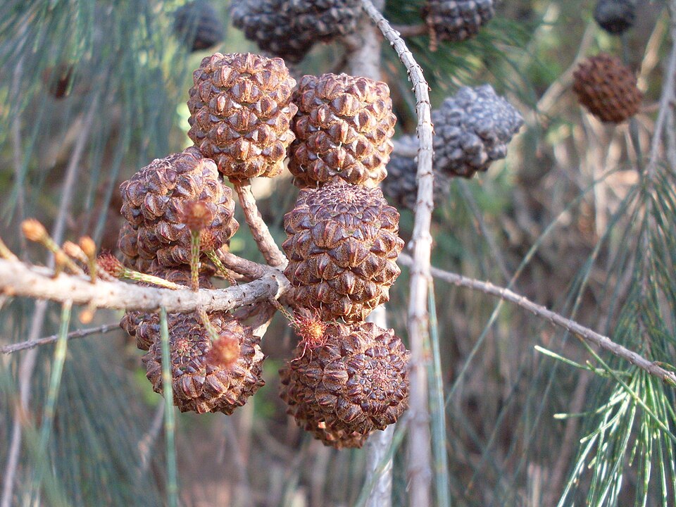 Allocasuarina littoralis (Black sheoak) (alternate view 2)