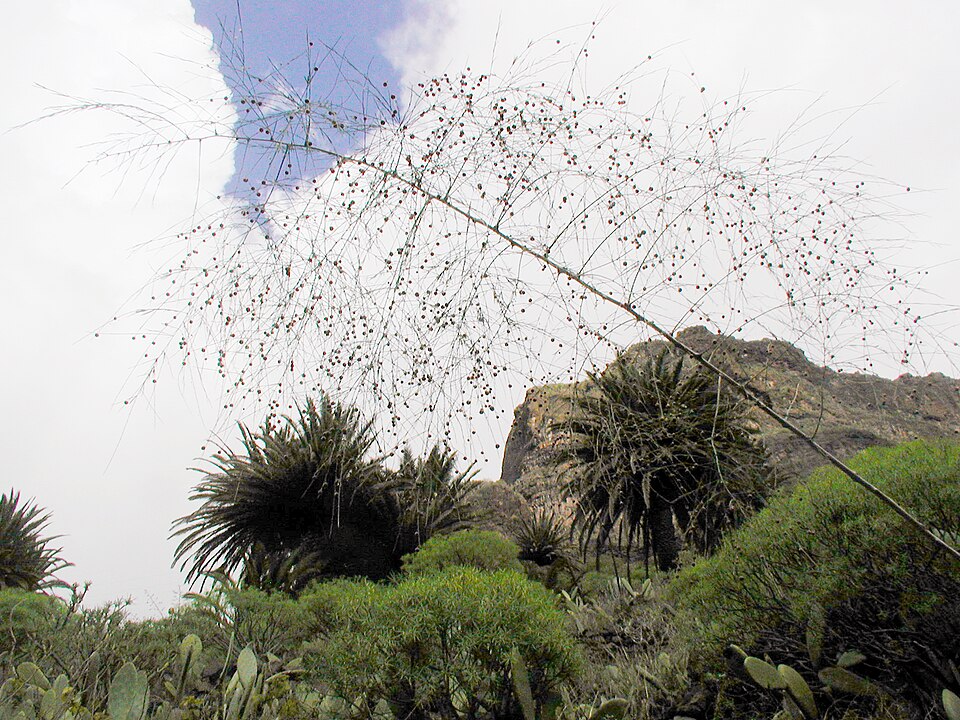 Phoenix canariensis (Canary Island palm)