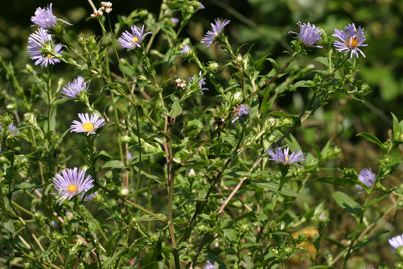 Symphyotrichum novae-angliae (New England aster)