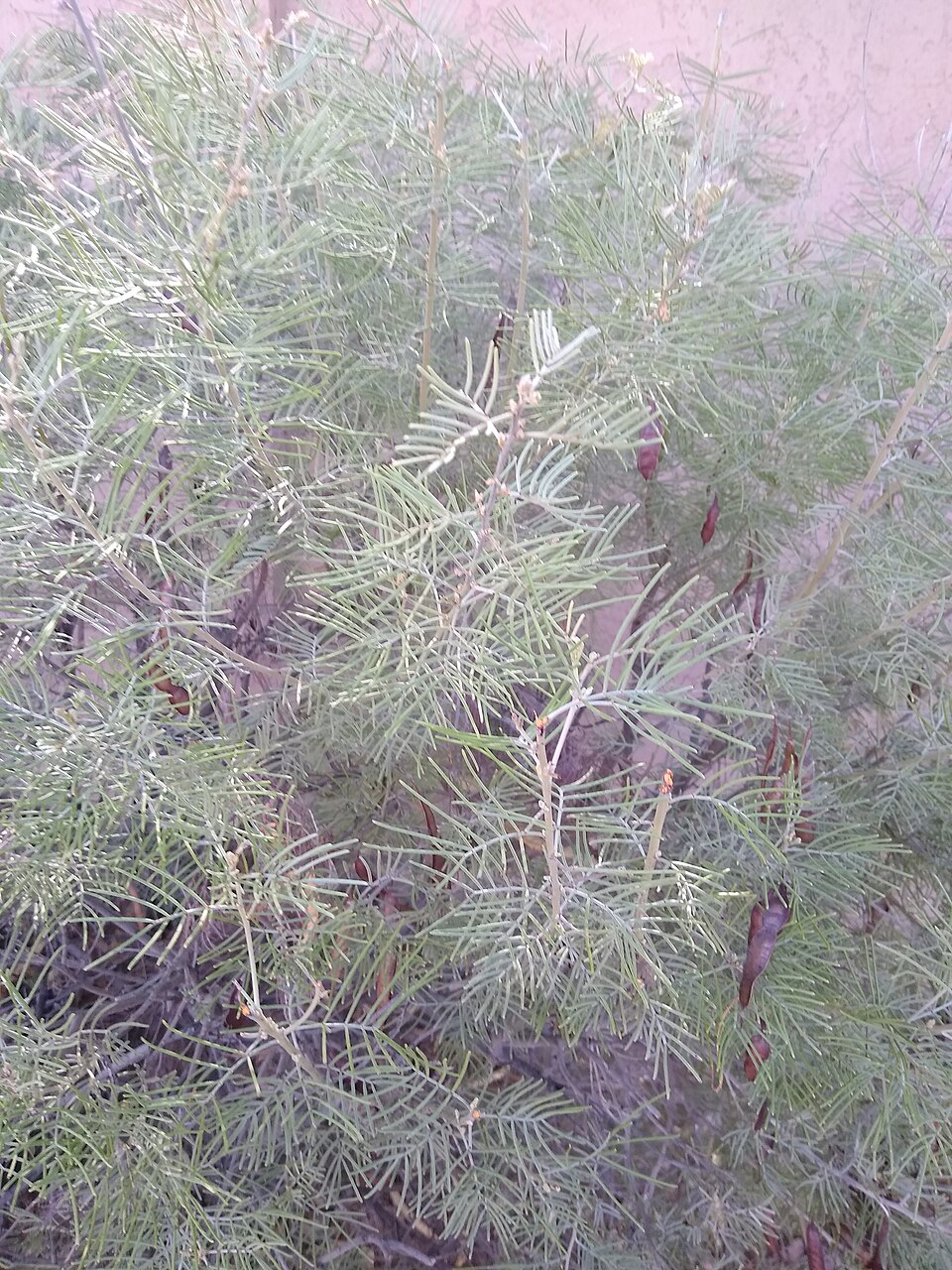 Senna artemisioides (silver senna) (alternate view 3)