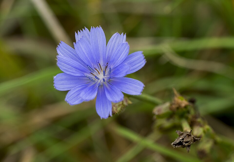 Cichorium (chicories and endives) (alternate view 7)