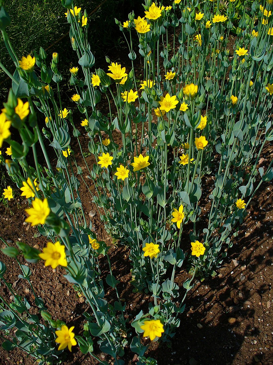 Blackstonia perfoliata (Yellow-wort)