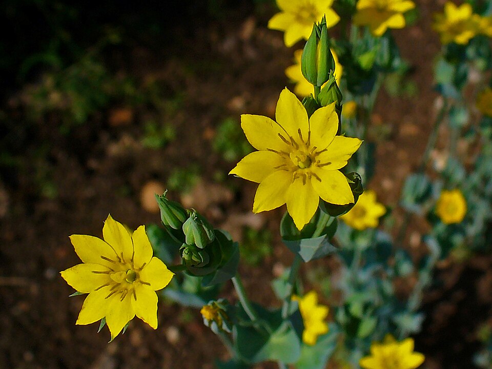 Blackstonia perfoliata (Yellow-wort)