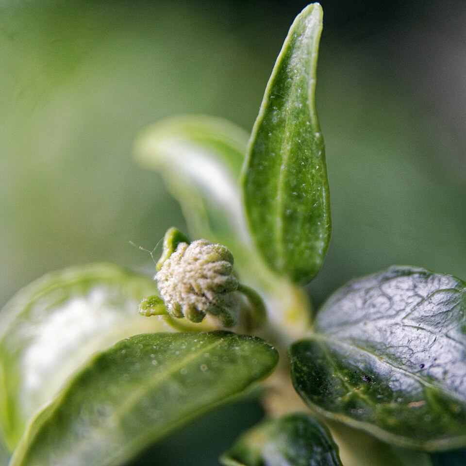 Hedera helix 'Arborescens' (alternate view 3)