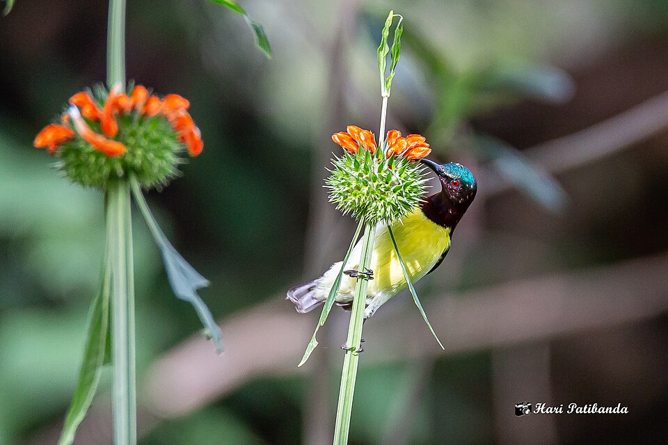 Leonotis (lion's ears) (alternate view 4)