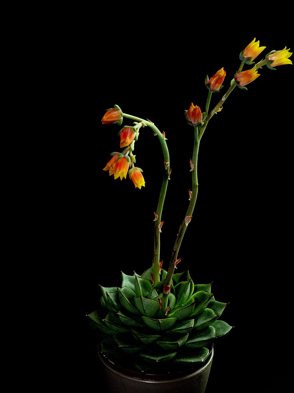 Echeveria (echeveria) (alternate view 9)