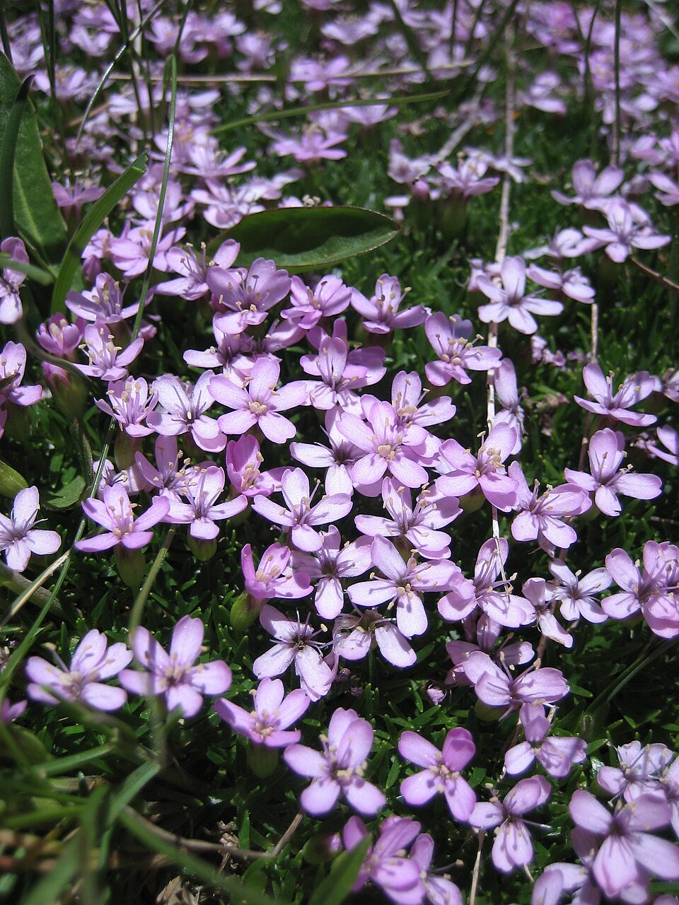 Silene acaulis (Moss Campion) (alternate view 9)
