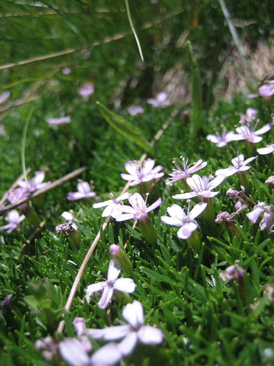 Silene acaulis (Moss Campion) (alternate view 10)