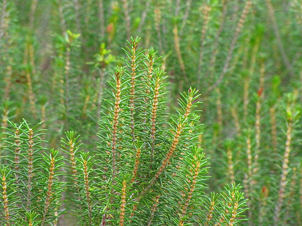 Ceratiola ericoides (Florida rosemary) (alternate view 9)