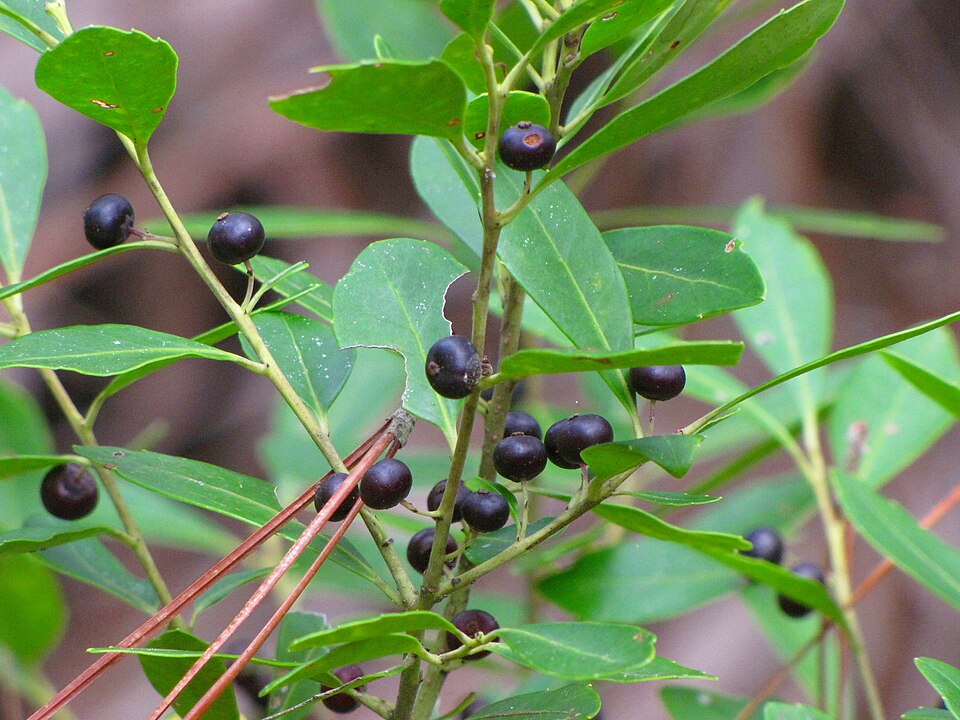 Vaccinium arboreum (sparkleberry) (alternate view 2)