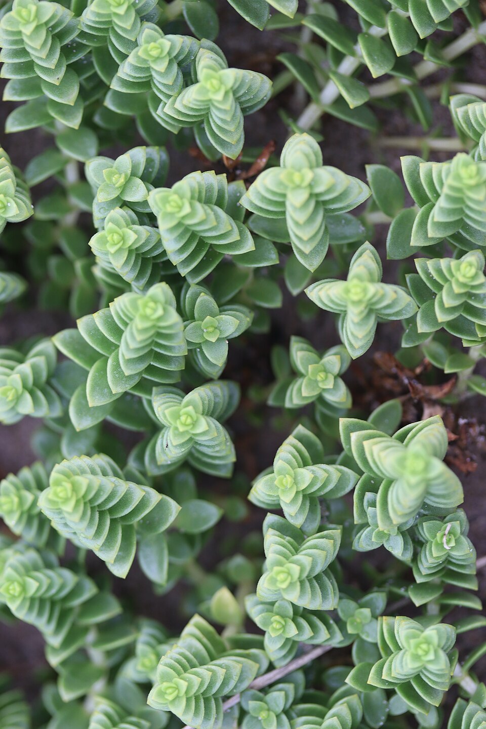Honckenya peploides (Sea Sandwort)