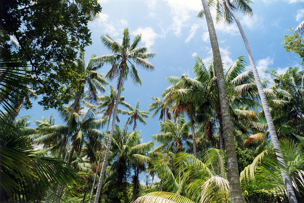Howea forsteriana, Kentia palm — upright evergreen (Arecaceae) (image 1 of 10)