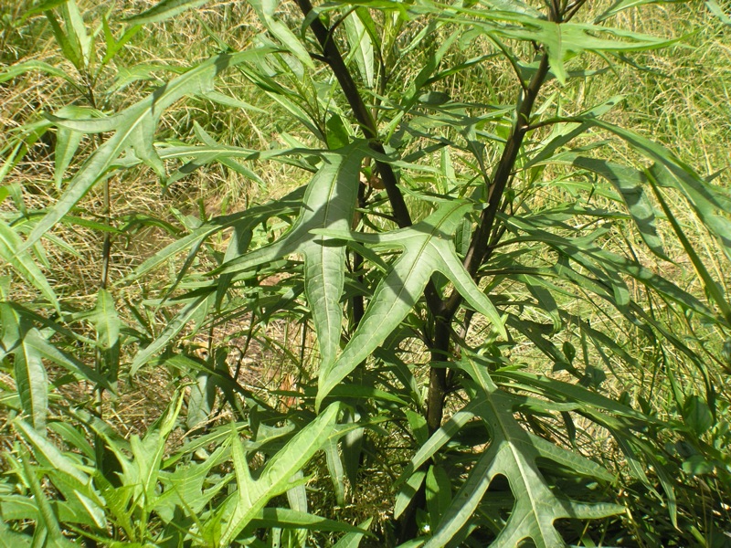 Solanum aviculare (New Zealand nightshade) (alternate view 6)