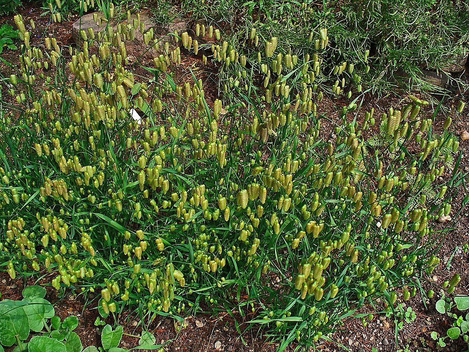 Briza maxima (big quaking grass) (alternate view 7)
