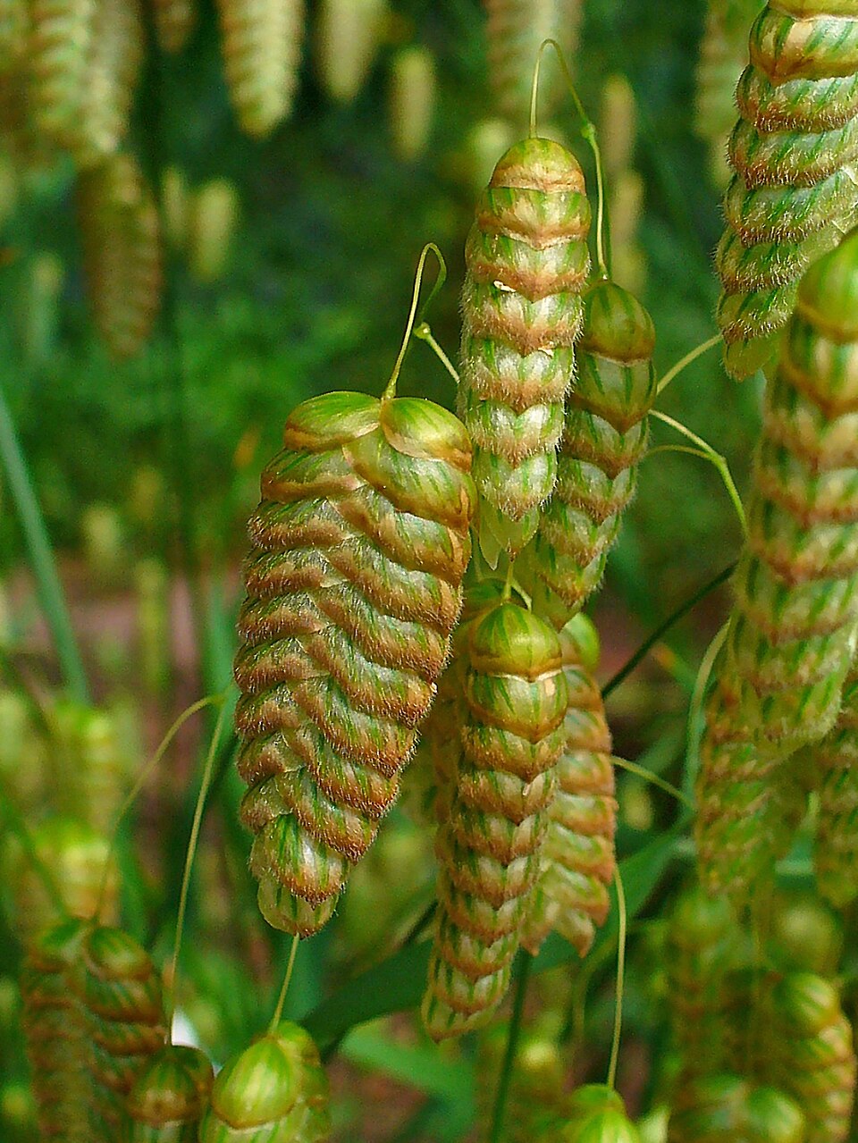 Briza maxima (big quaking grass) (alternate view 8)