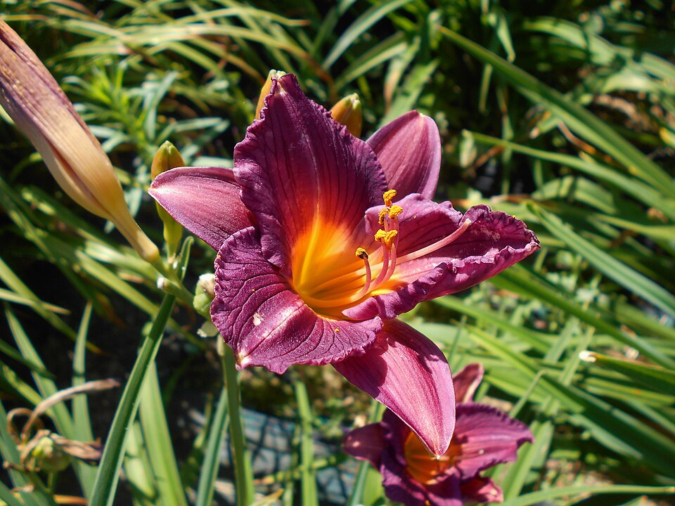 Hemerocallis 'Purple de Oro' (Purple de Oro Daylily) (alternate view 4)
