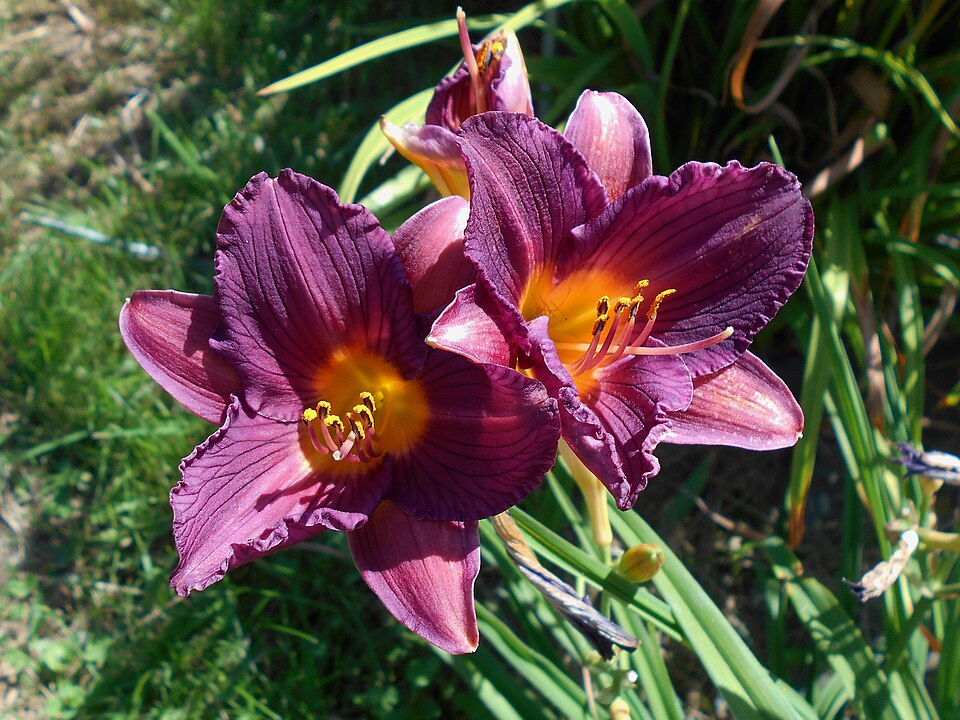 Hemerocallis 'Purple de Oro' (Purple de Oro Daylily) (alternate view 5)