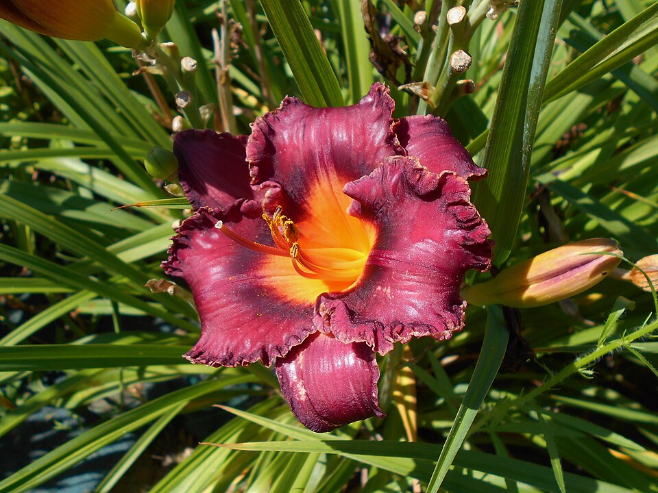 Hemerocallis 'Night Whispers' (Night Whispers Daylily)