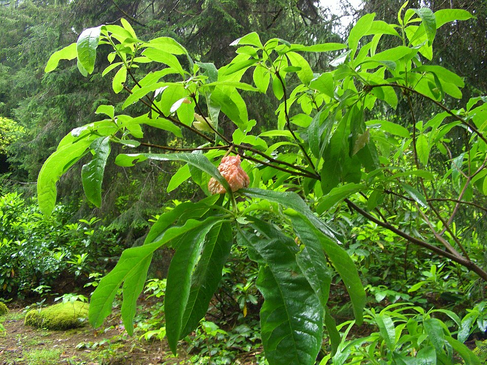 Rhododendron luteum (Yellow Azalea)