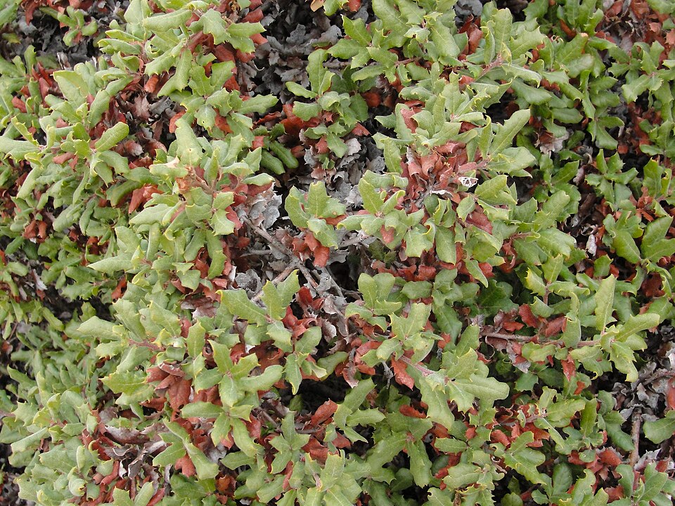 Quercus durata (Leather Oak) (alternate view 3)