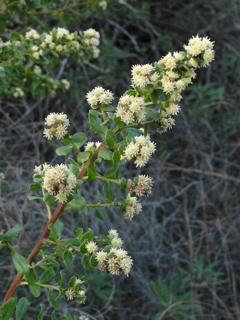 Baccharis pilularis (Coyote Brush) (alternate view 8)