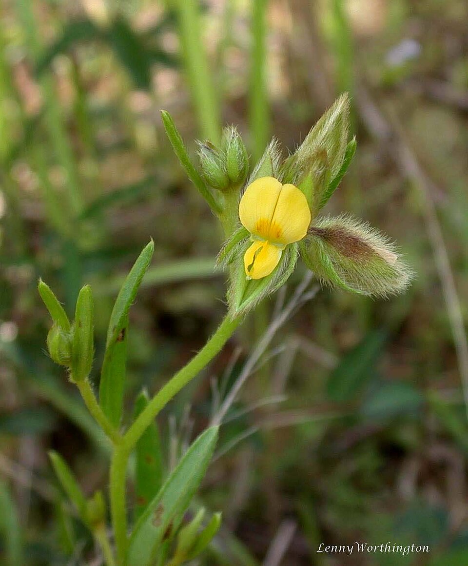 Crotalaria (Rattlepods) (alternate view 6)