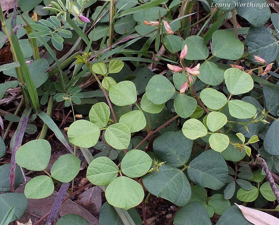 Rhynchosia (Snoutbeans)