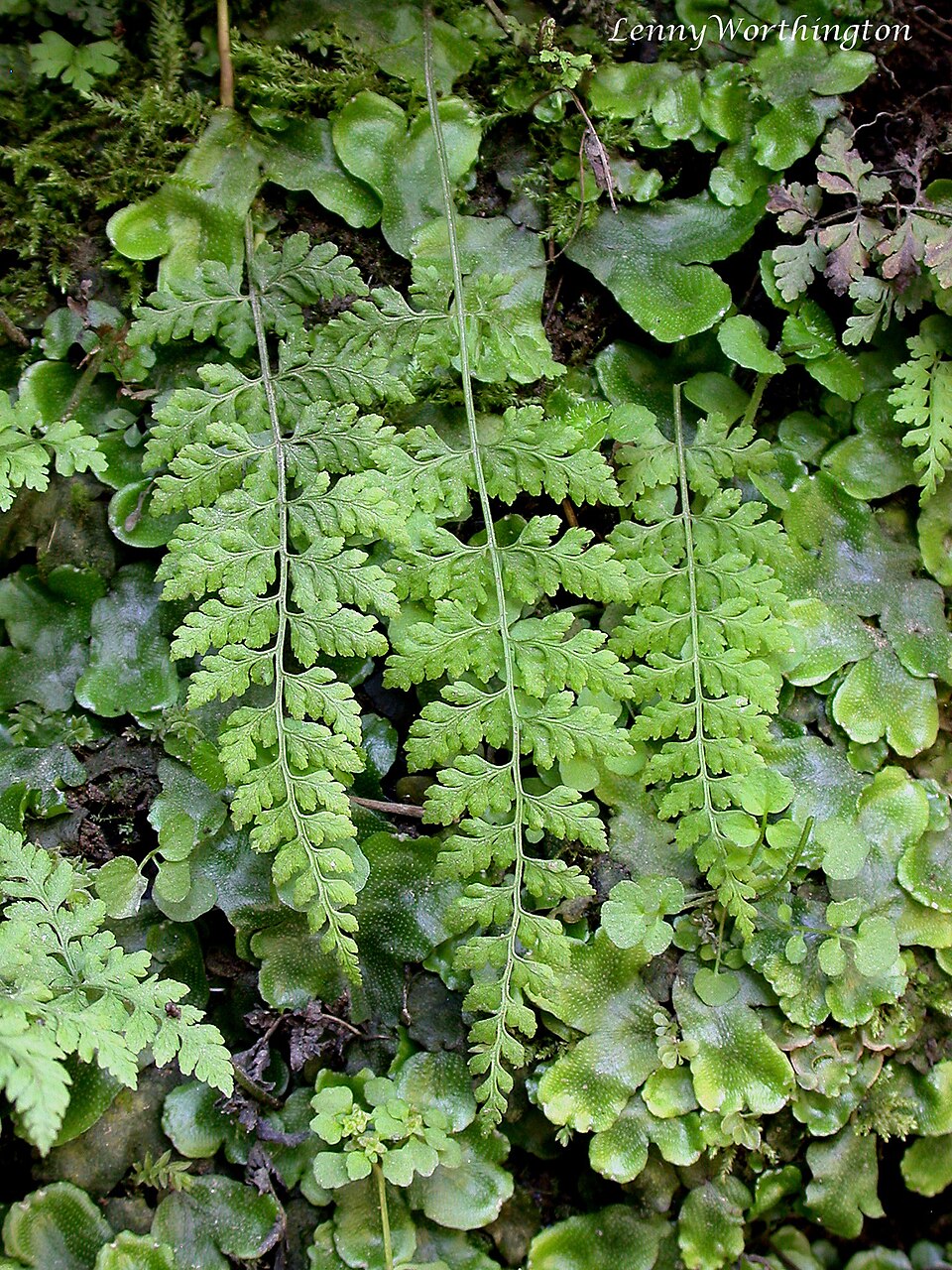 Cystopteris (fragile ferns) (alternate view 5)