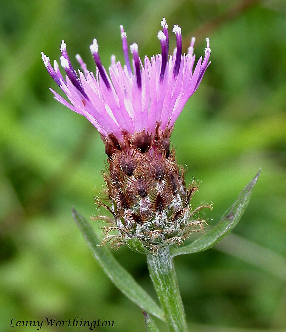 Centaurea debeauxii (Chalk Knapweed)