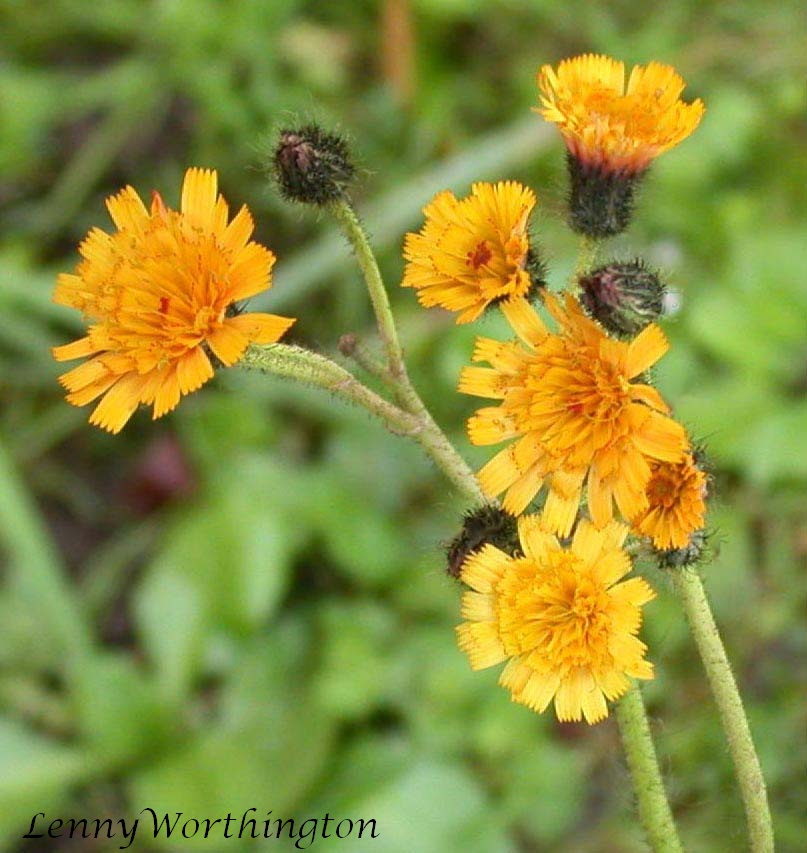 Pilosella (mouse-ear hawkweeds) (alternate view 8)