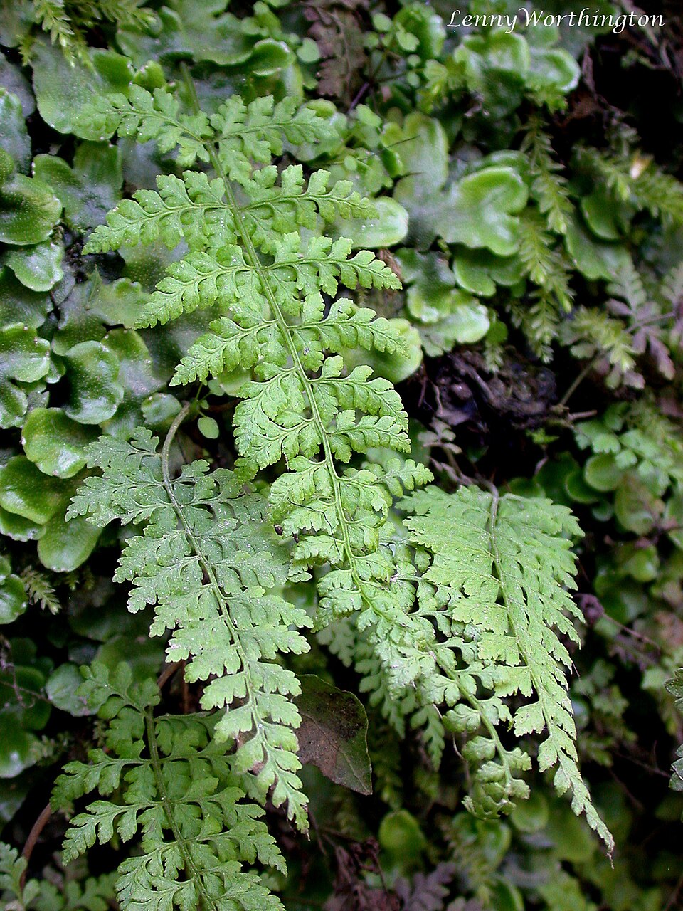 Cystopteris (fragile ferns) (alternate view 6)
