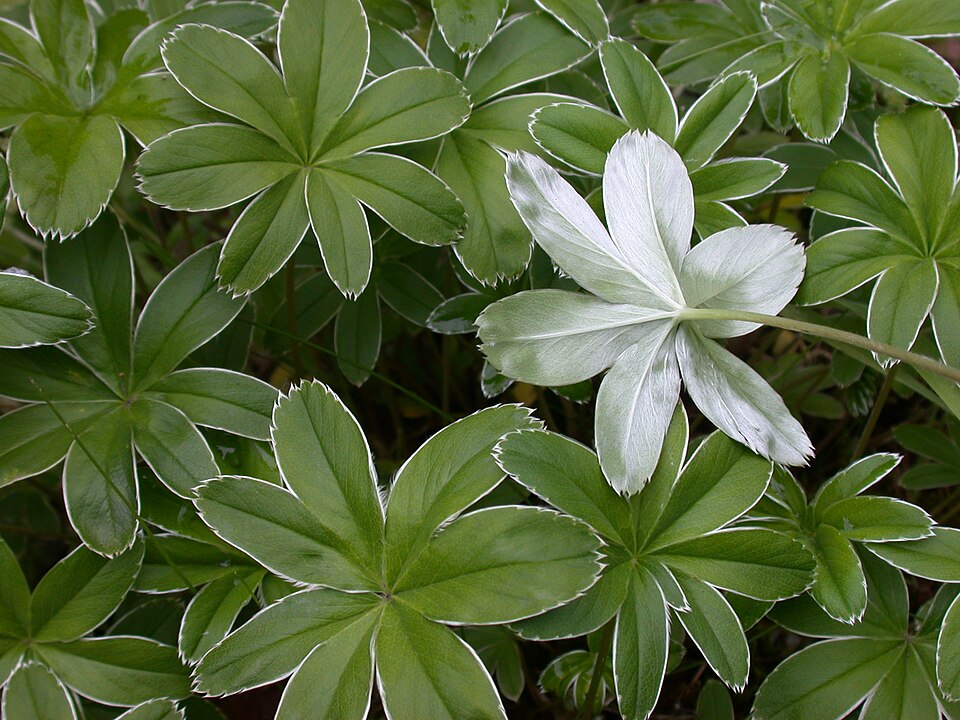 Alchemilla conjuncta (Silver Lady's Mantle) (alternate view 8)