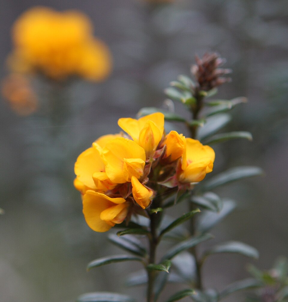 Pultenaea juniperina (prickly beauty) (alternate view 6)