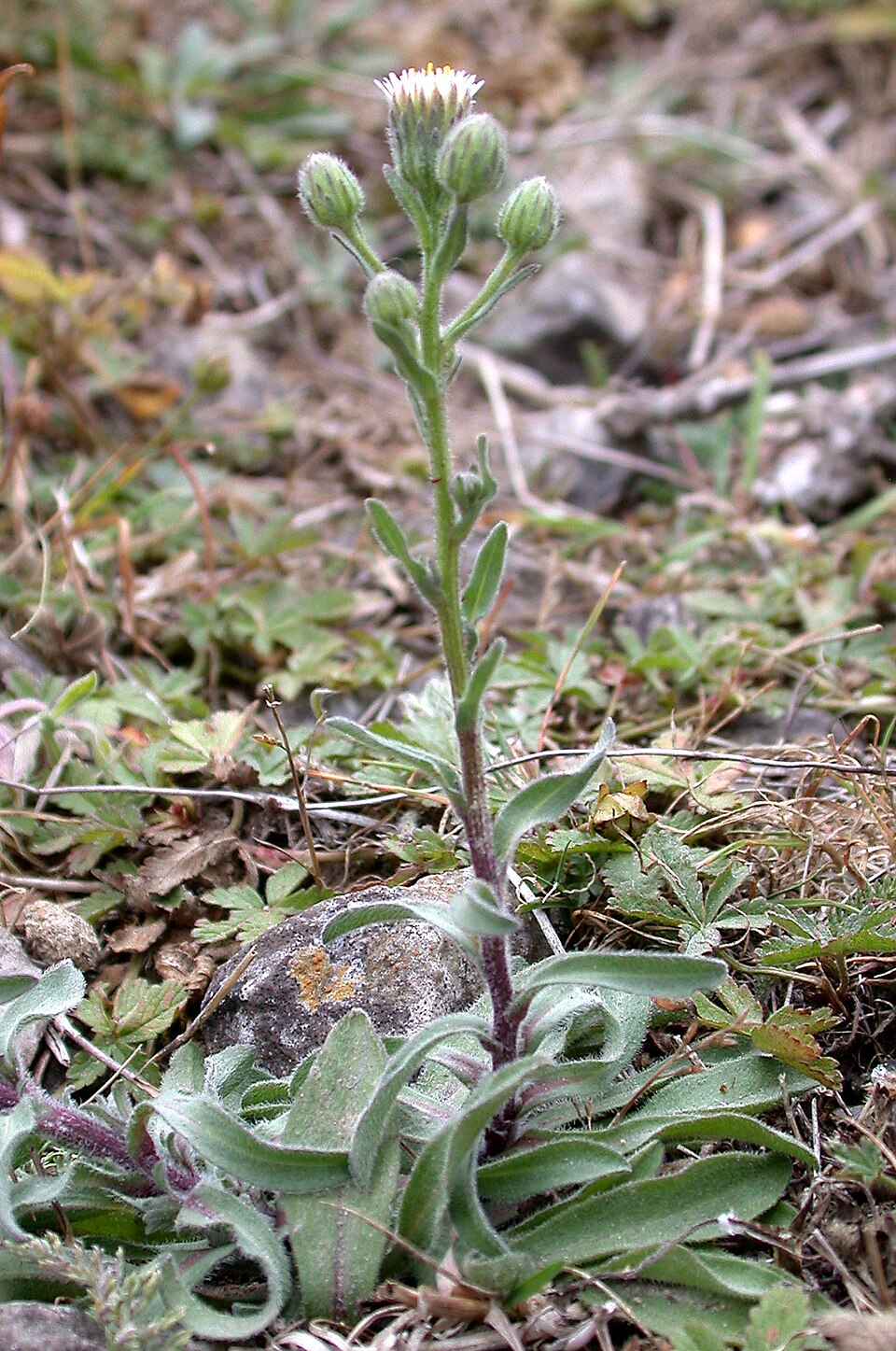 Erigeron (fleabanes and horseweeds) (alternate view 3)