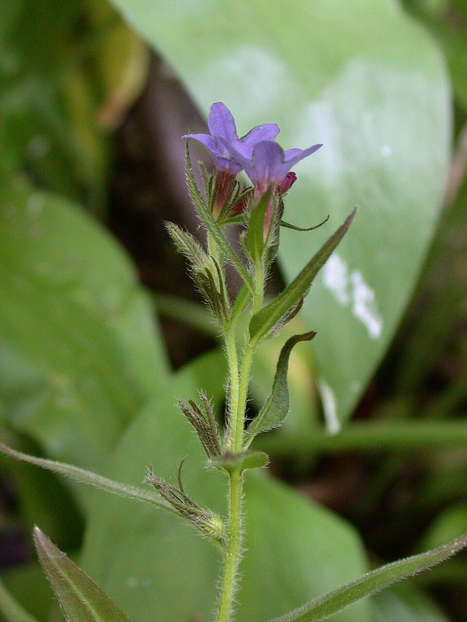 Lithospermum (stoneseeds, puccoons, and gromwells) (alternate view 2)