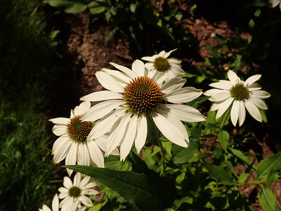 Echinacea purpurea 'PowWow White' (PowWow White Coneflower)