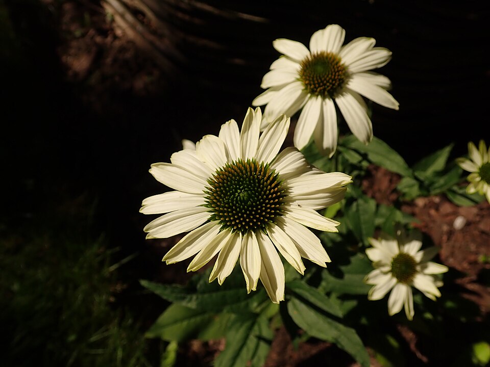 Echinacea purpurea 'PowWow White' (PowWow White Coneflower) (alternate view 2)