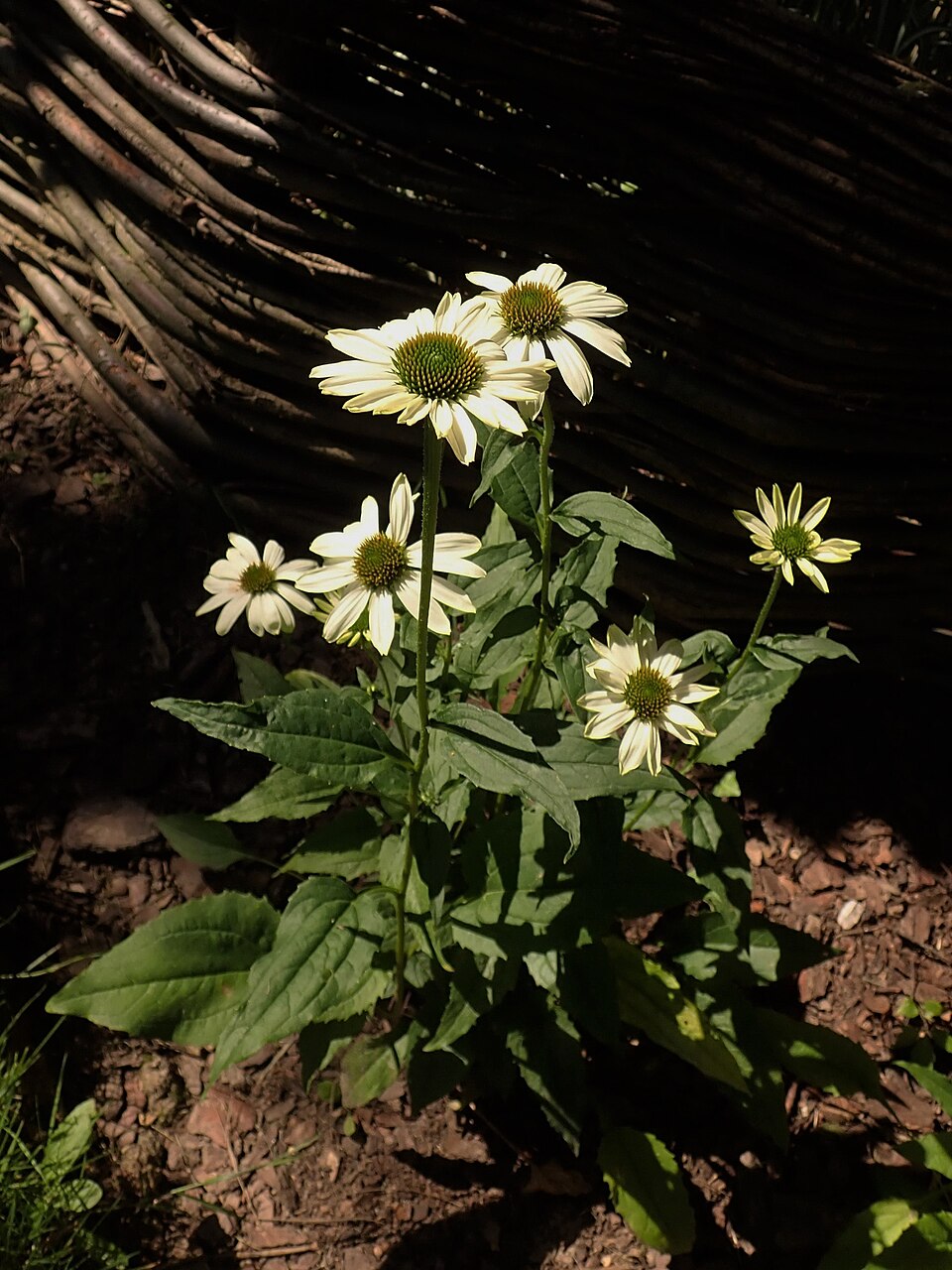 Echinacea purpurea 'PowWow White' (PowWow White Coneflower) (alternate view 3)
