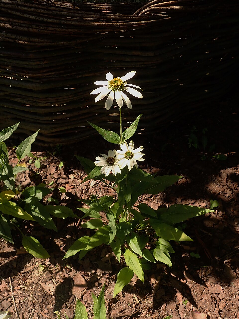 Echinacea purpurea 'PowWow White' (PowWow White Coneflower) (alternate view 4)