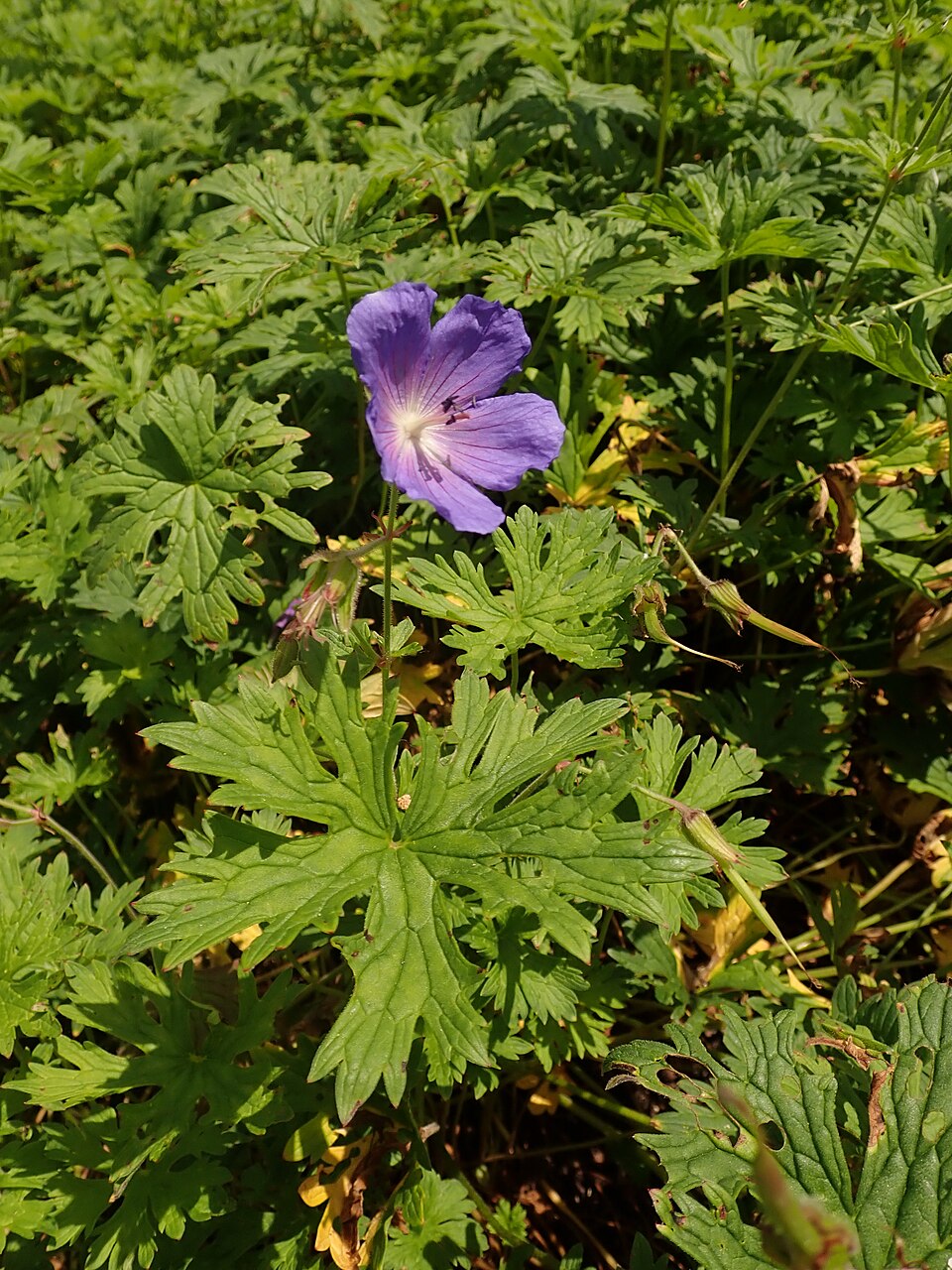 Geranium himalayense 'Baby Blue' (Baby Blue Geranium)
